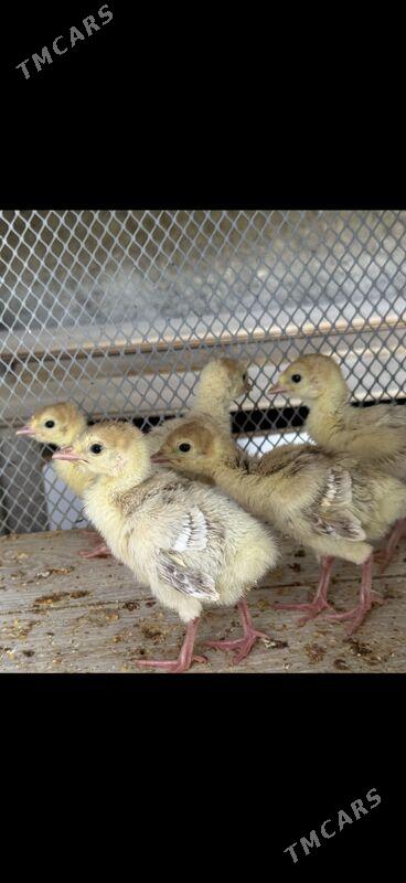 induk owgan balgar brama - Änew - img 4