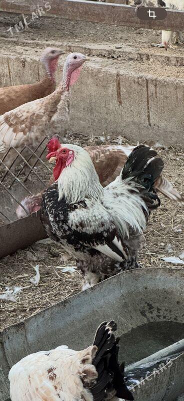 induk owgan balgar brama - Änew - img 9