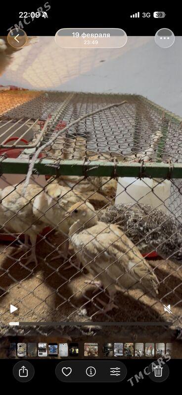 induk owgan balgar brama - Änew - img 3