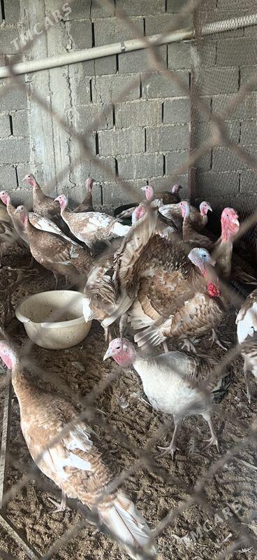 induk owgan balgar brama - Änew - img 2