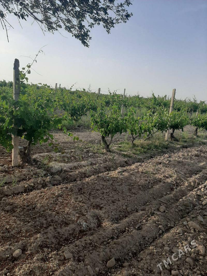 Uzim - Büzmeýin - img 2