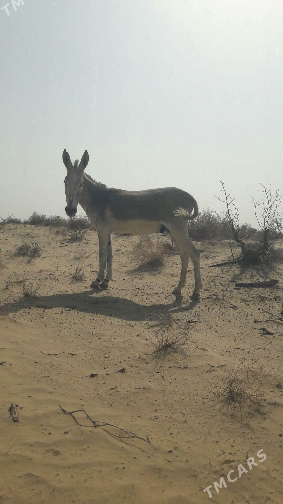 Eşek - Gökdepe - img 2
