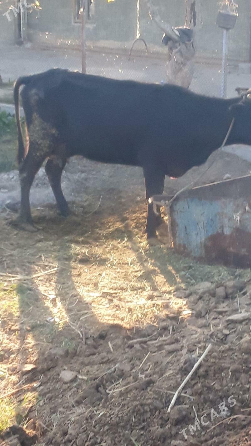 Göleli sygyr - Gökdepe - img 4