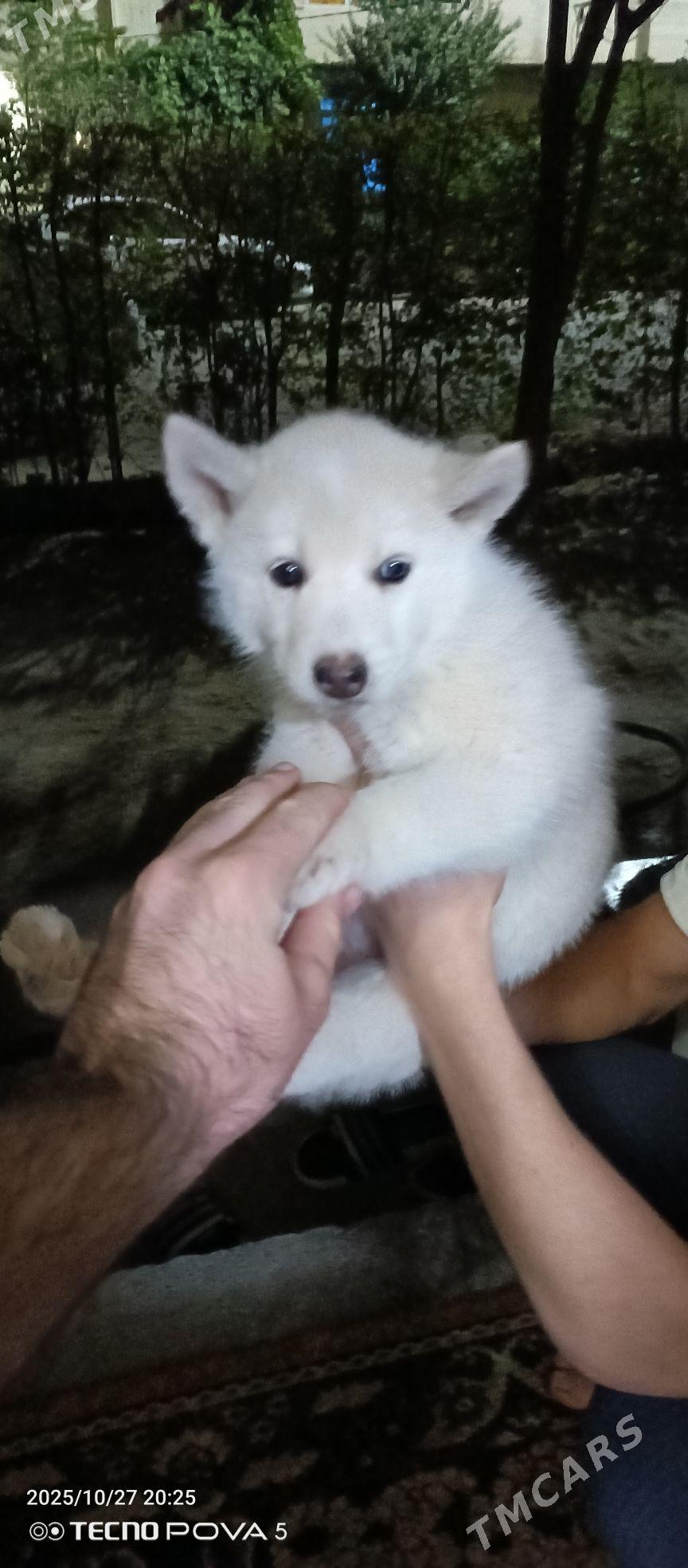 laýka - Aşgabat - img 2