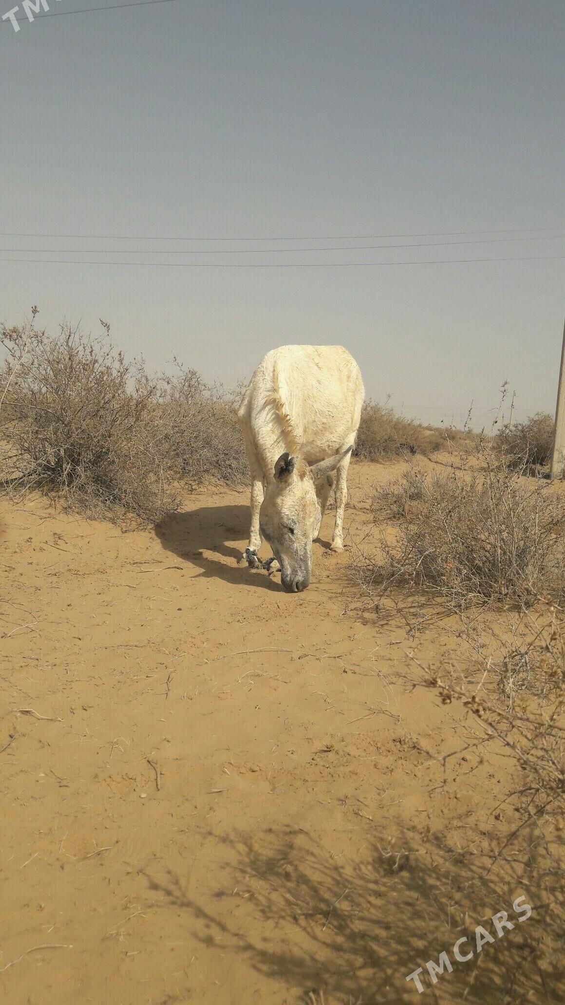 Eşek - Gökdepe - img 4