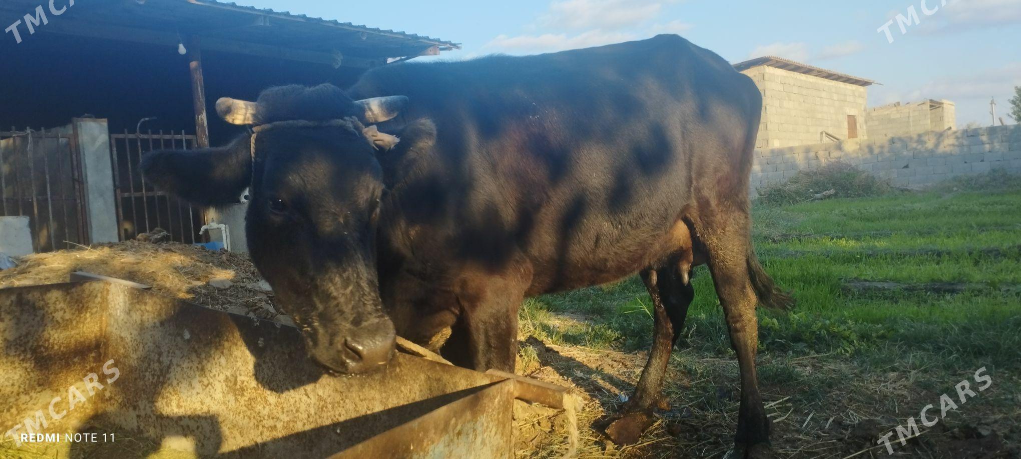 Göleli sygyr - Gökdepe - img 3