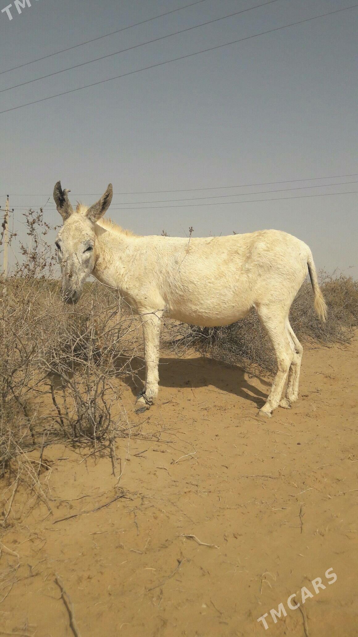 Eşek - Gökdepe - img 5