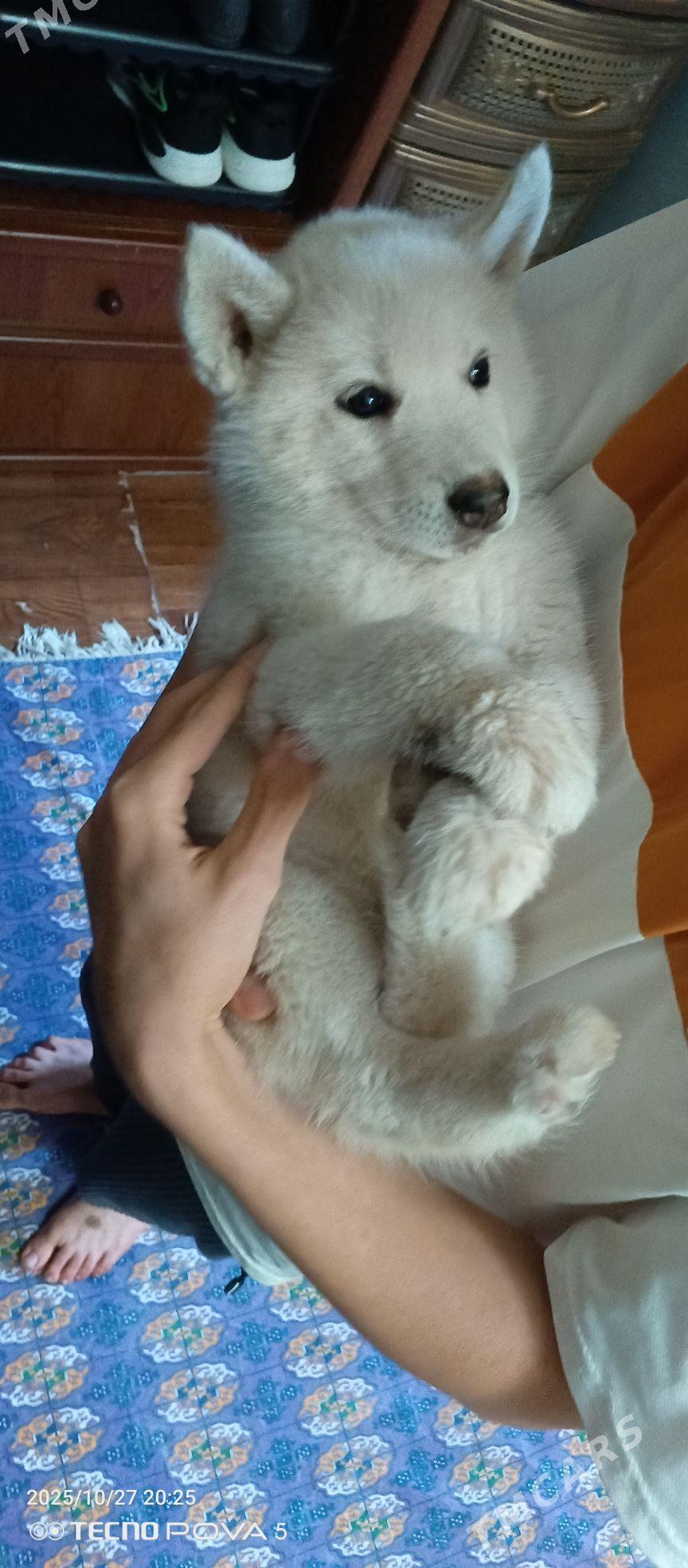 laýka - Aşgabat - img 3