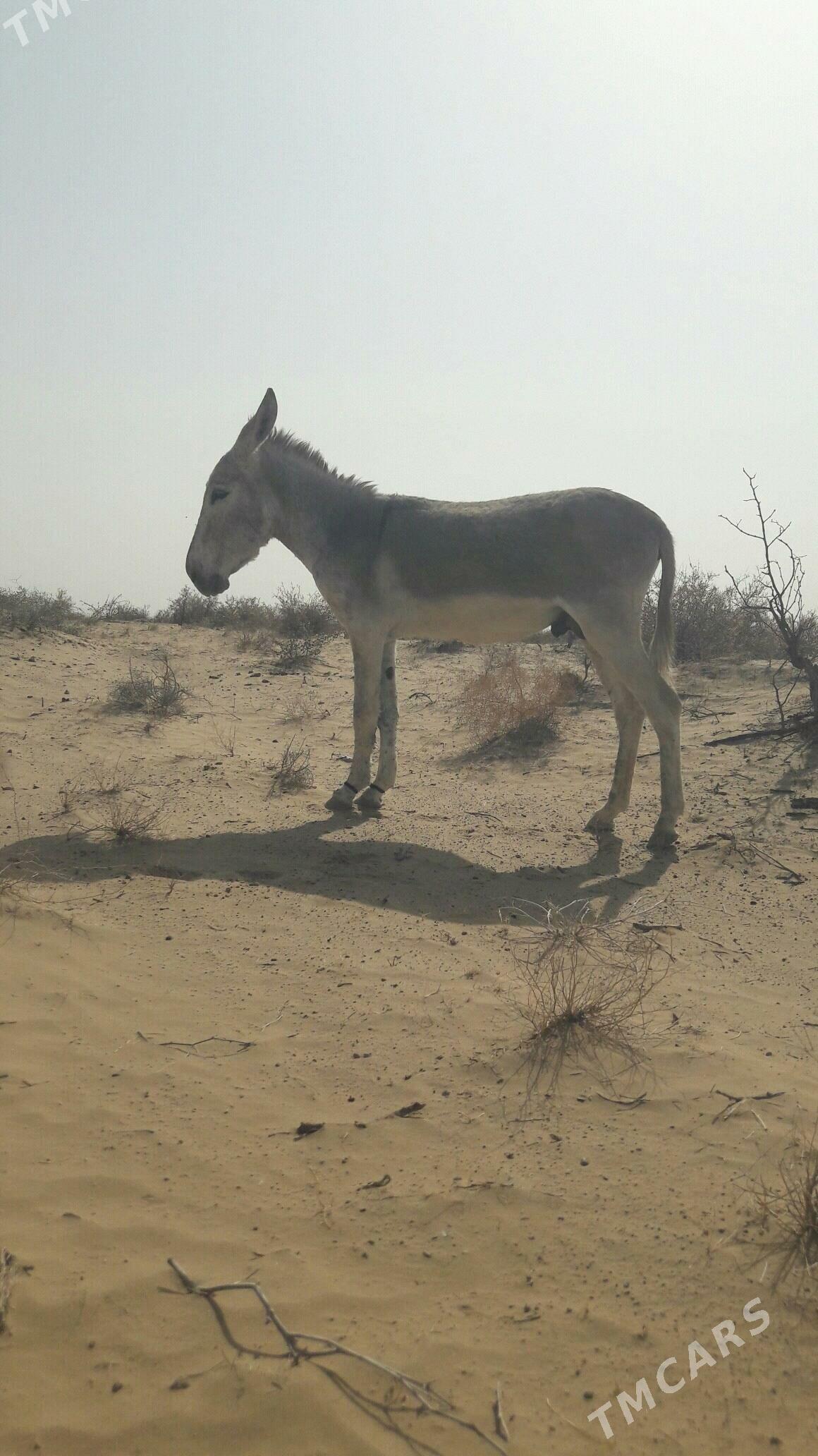 Eşek - Gökdepe - img 3