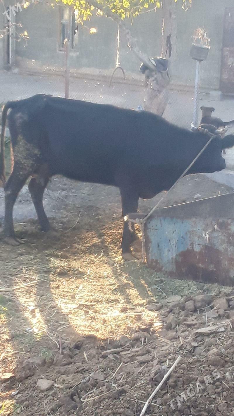 Göleli sygyr - Gökdepe - img 5