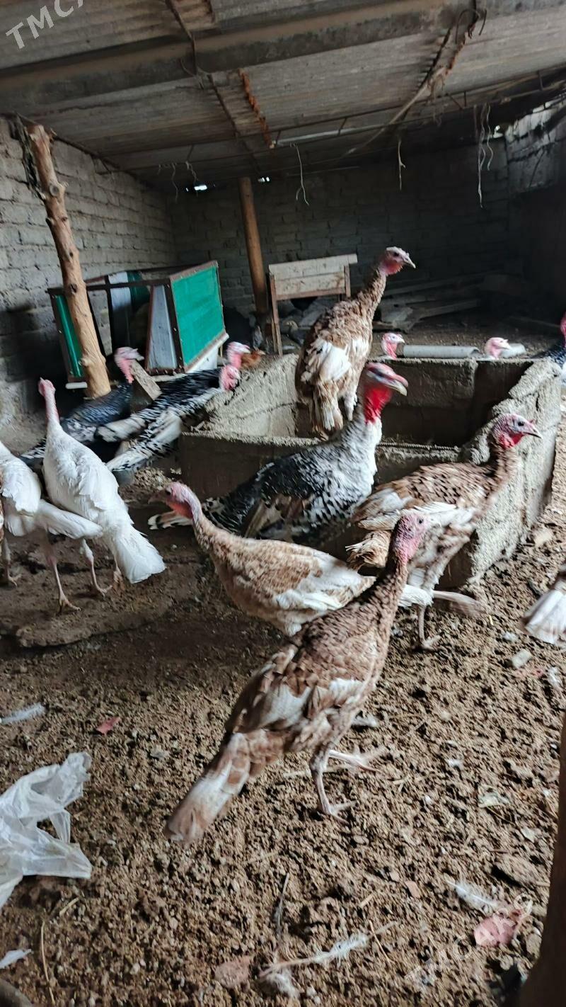 induk - Aşgabat - img 2