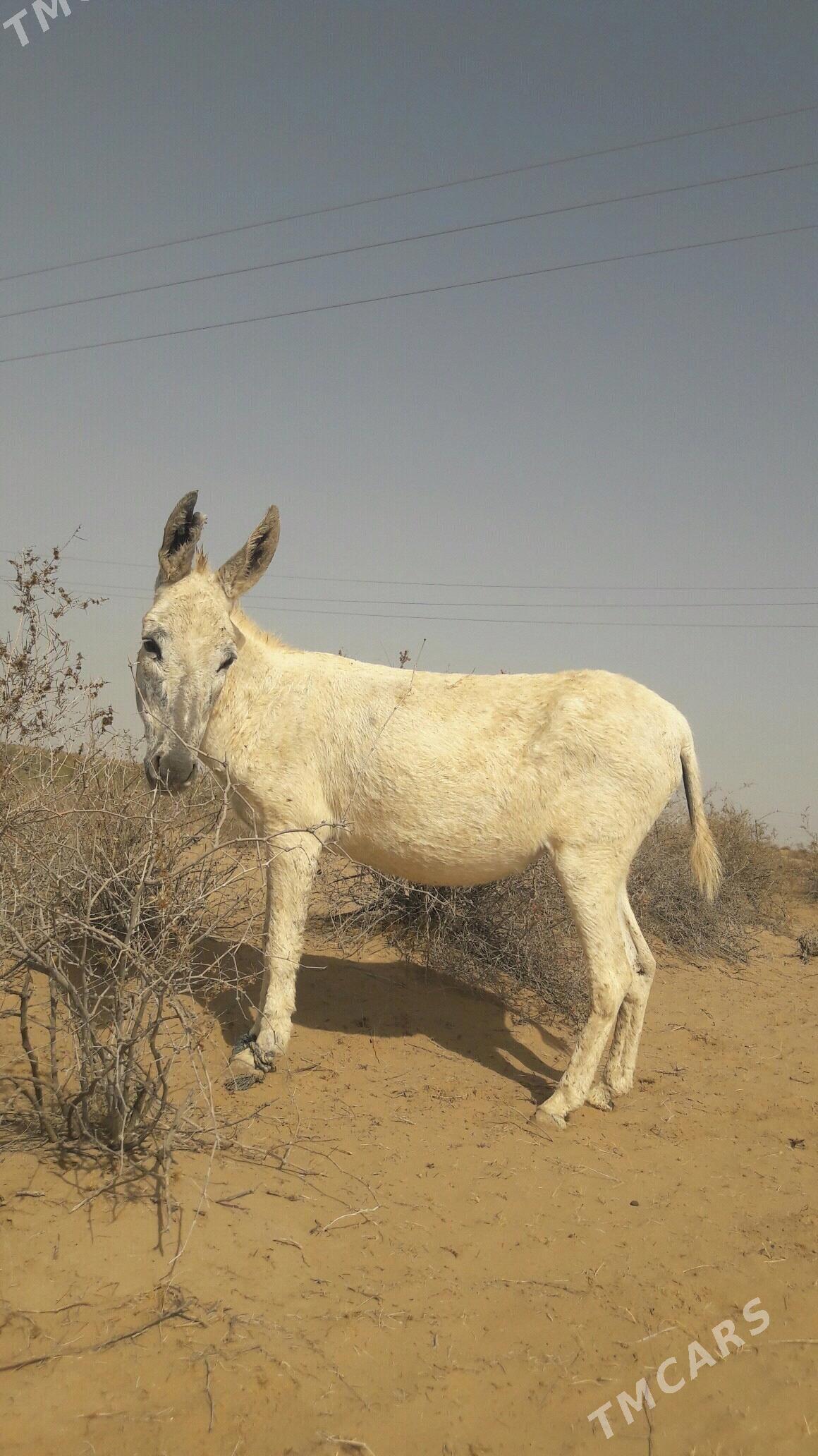 Eşek - Gökdepe - img 6