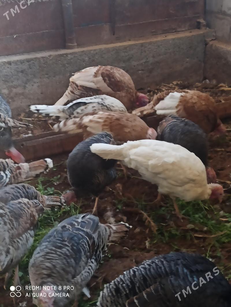 индуклар - Türkmenabat - img 2