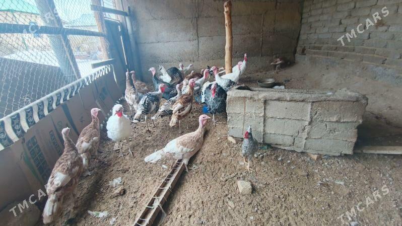 induk - Aşgabat - img 4