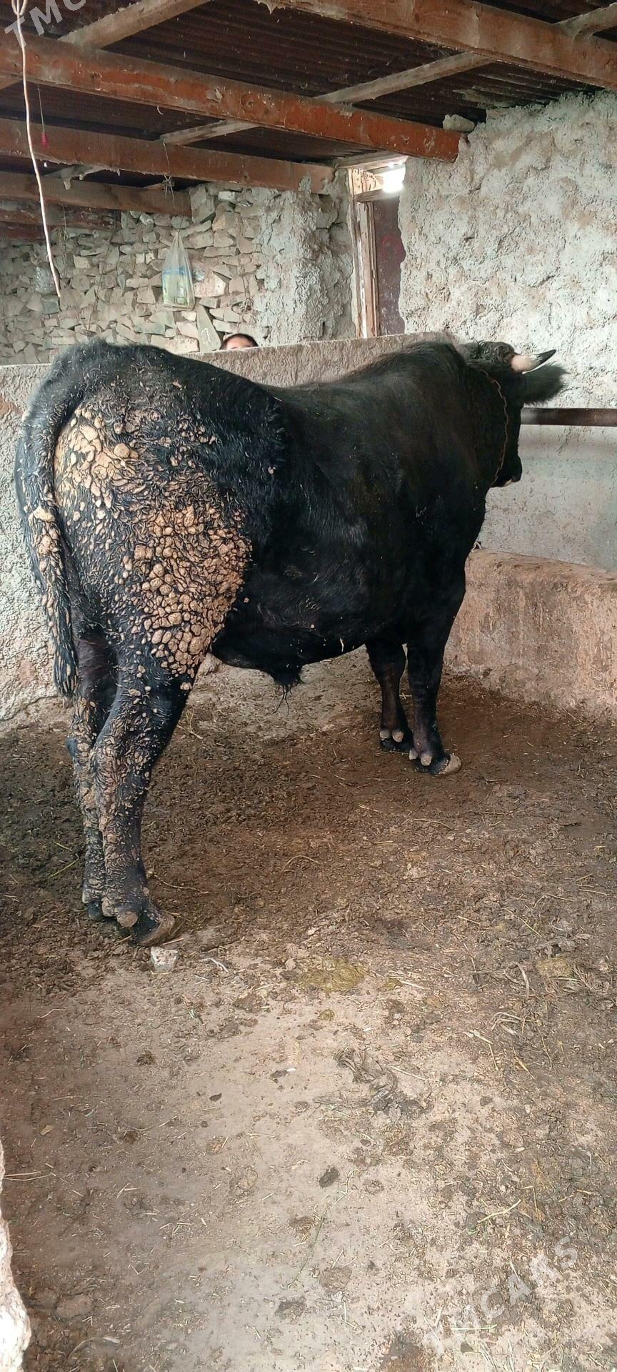 okuz we sygyr - Bäherden - img 2