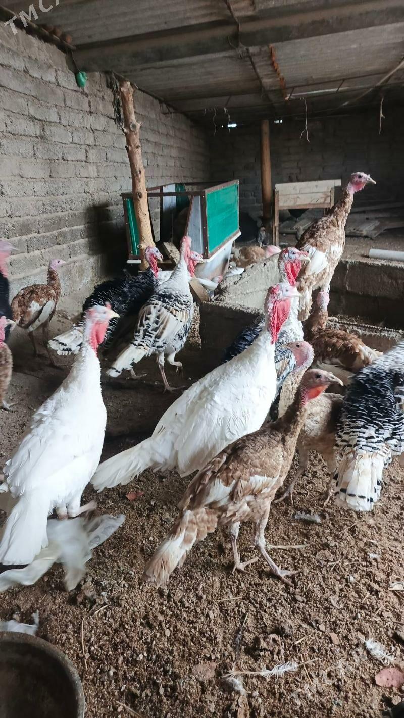 induk - Aşgabat - img 3