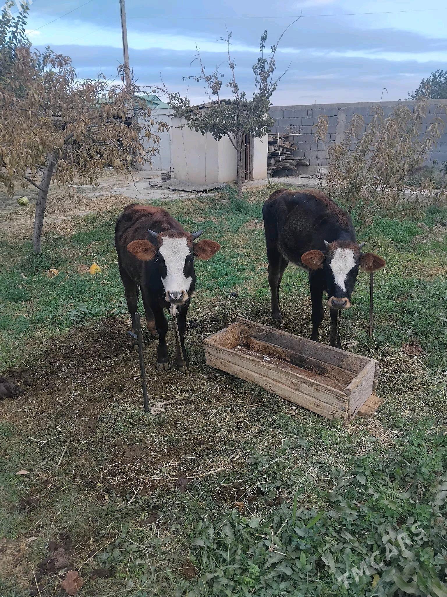 Tüwe - Gökdepe - img 3