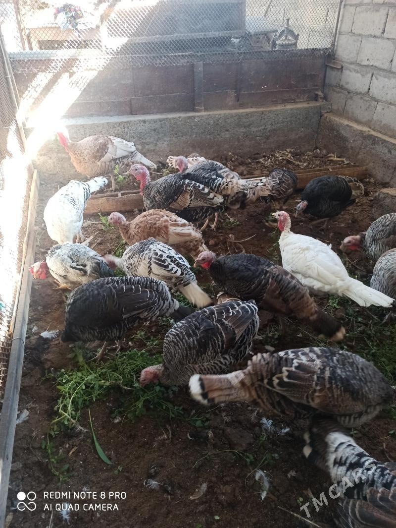 индуклар - Türkmenabat - img 8