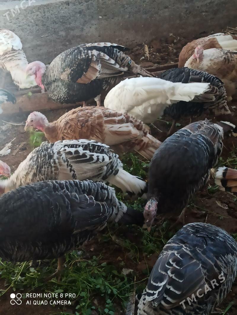 индуклар - Türkmenabat - img 6