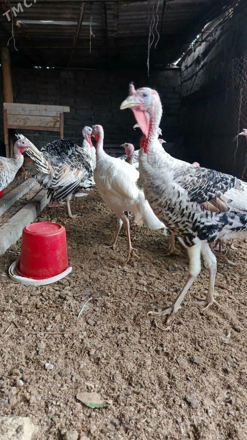 induk - Aşgabat - img 6