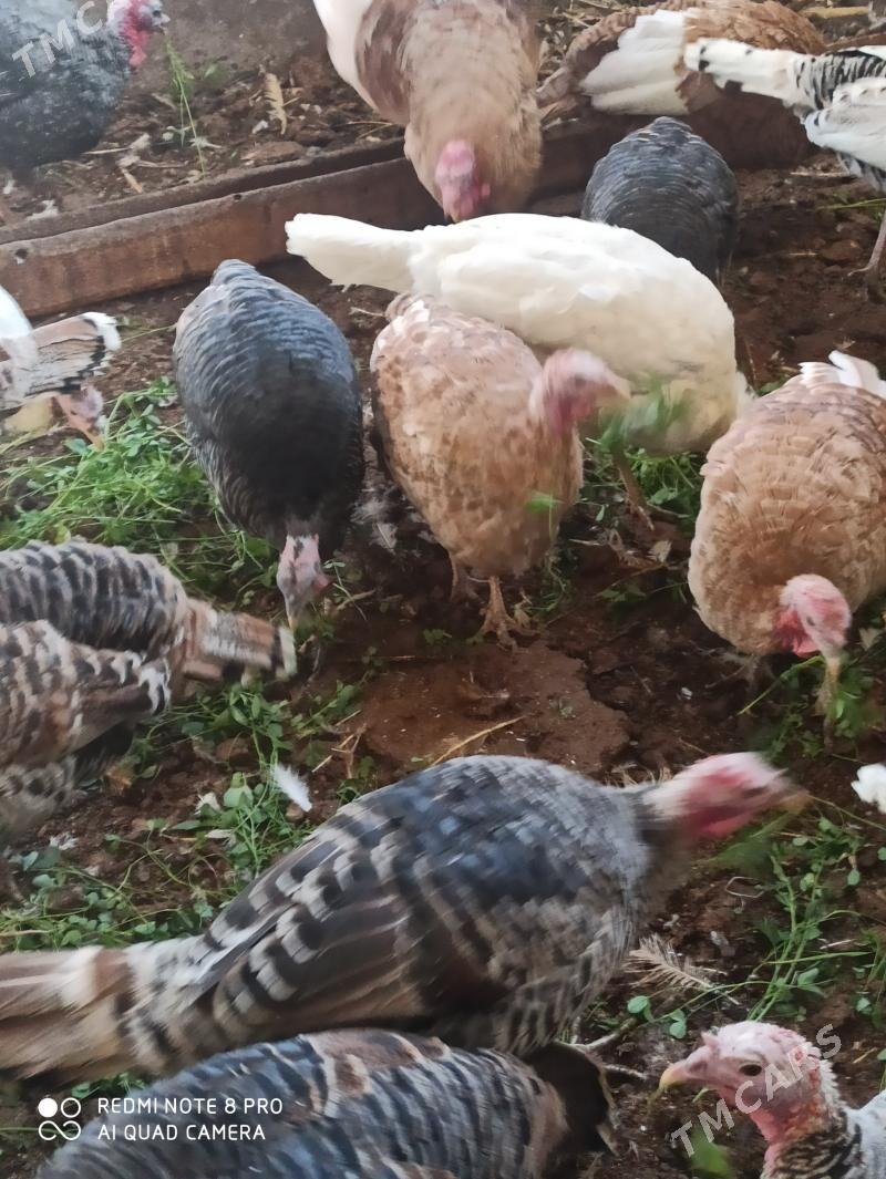 индуклар - Türkmenabat - img 3