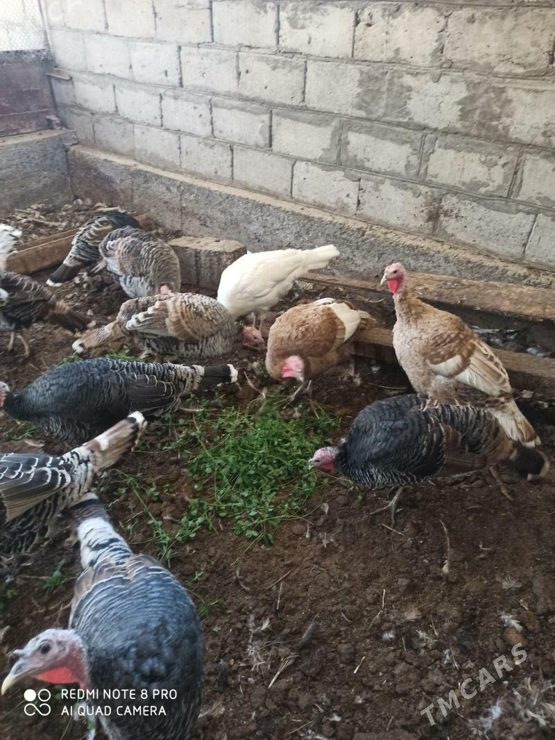 индуклар - Türkmenabat - img 7