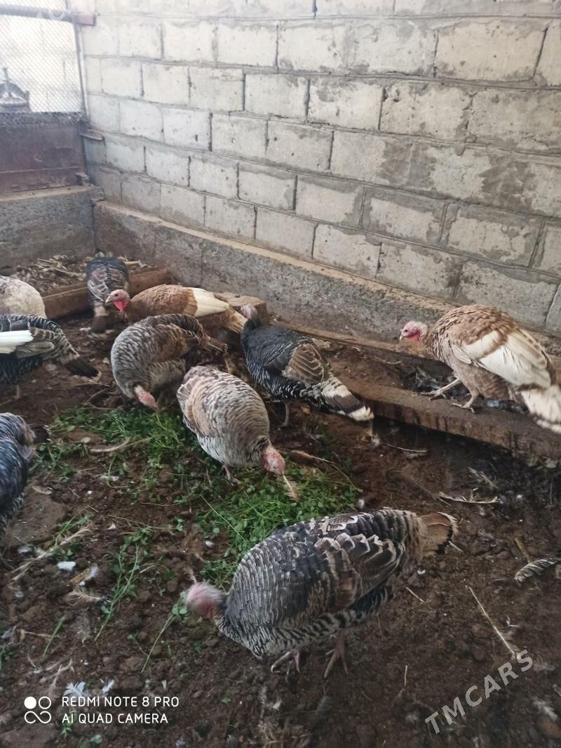 индуклар - Türkmenabat - img 9