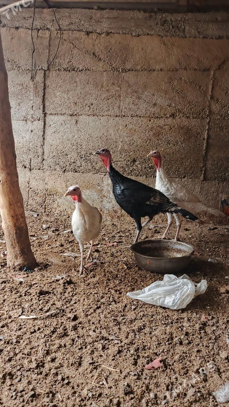 induk - Aşgabat - img 5