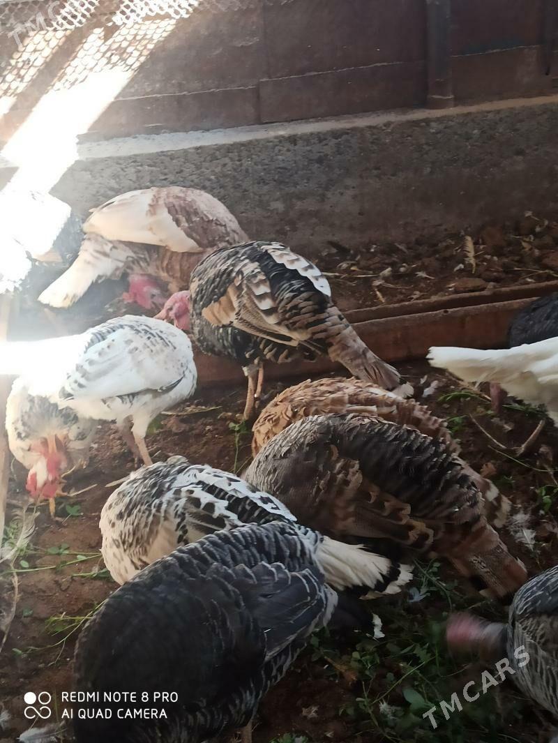 индуклар - Türkmenabat - img 5