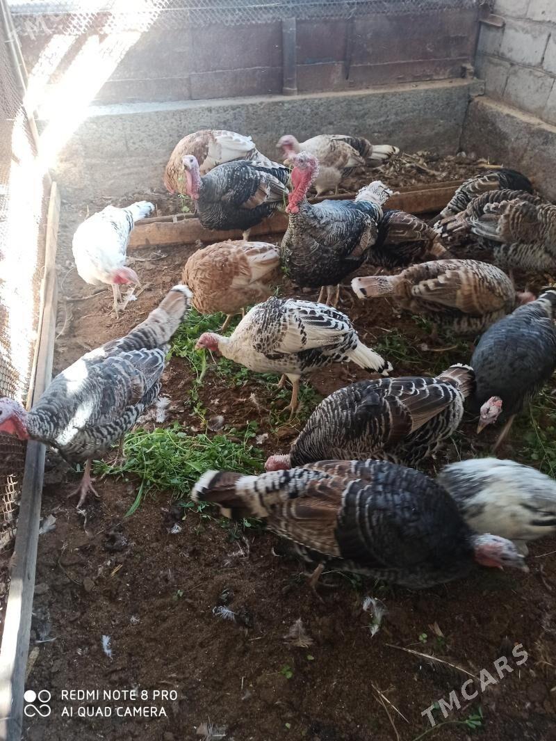 индуклар - Türkmenabat - img 10