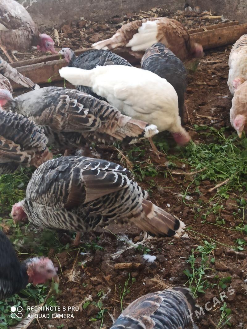 индуклар - Türkmenabat - img 4