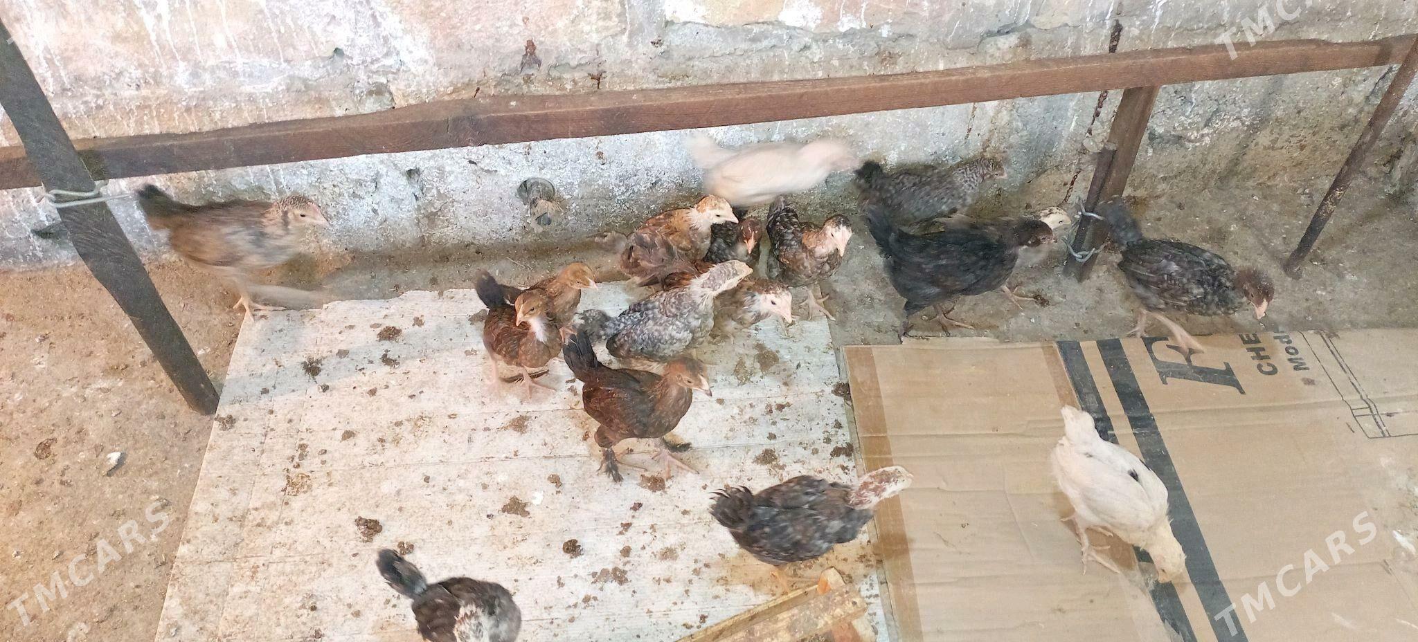 Jüyje - Gumdag - img 2