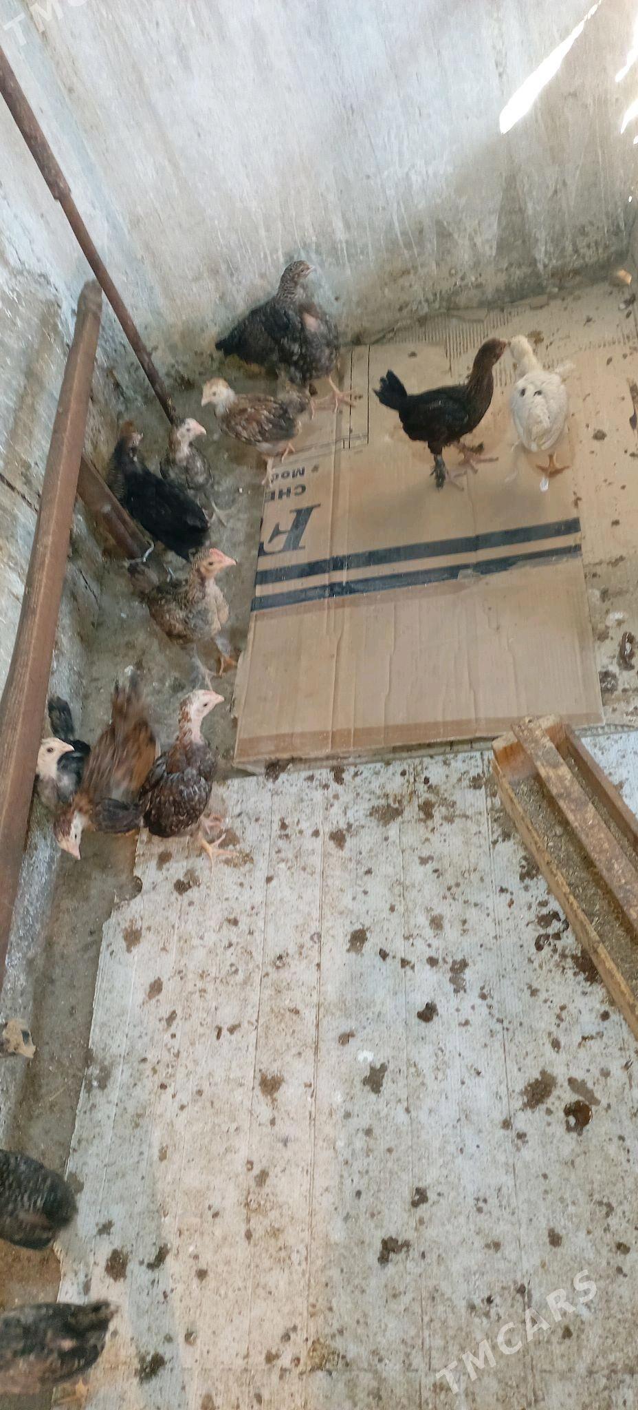 Jüyje - Gumdag - img 3