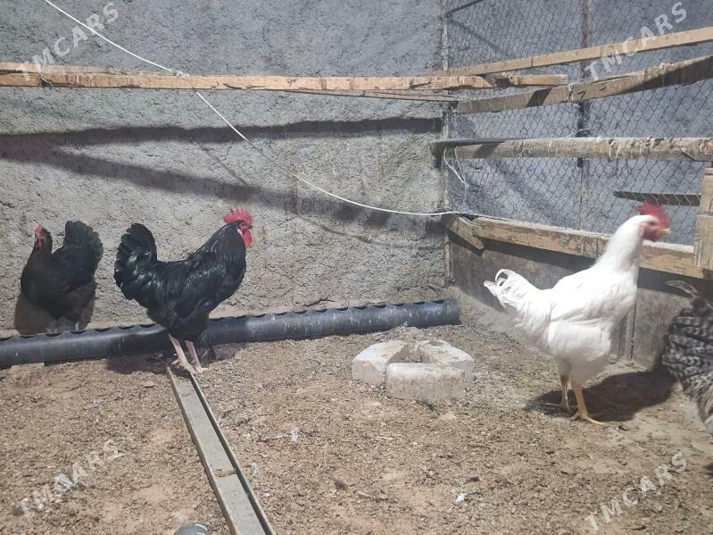 gigant - Herrikgala - img 2