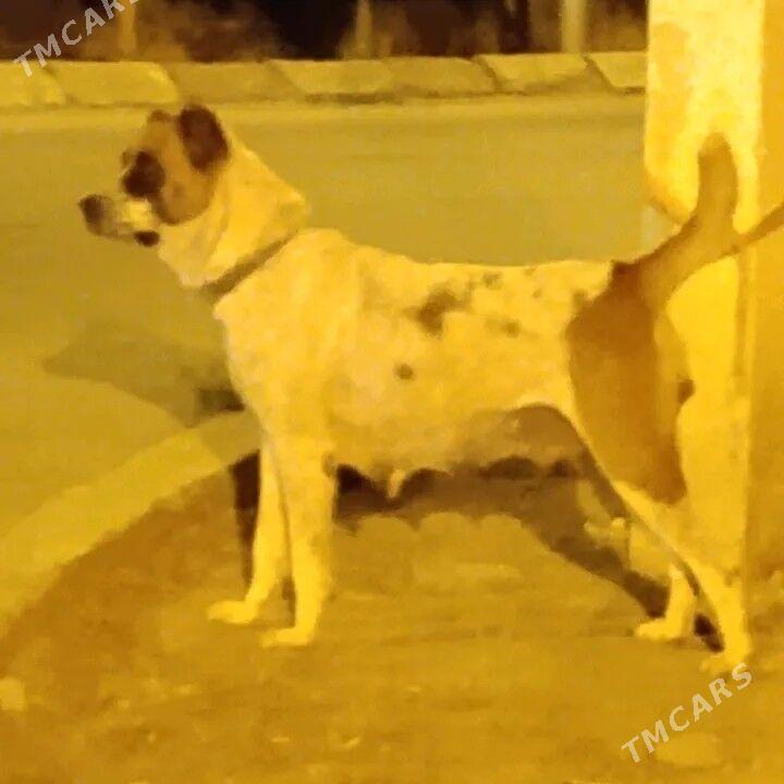 Alabay - Aşgabat - img 2