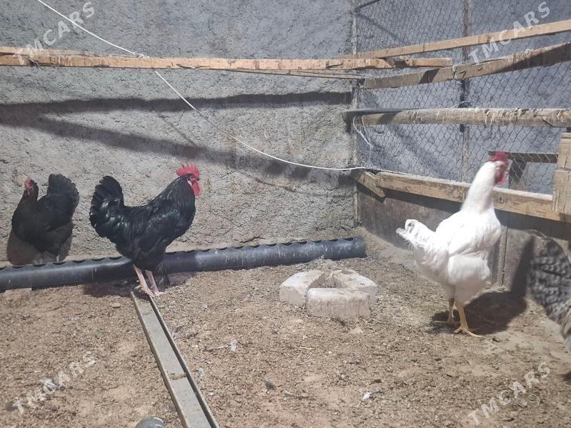 gigant - Herrikgala - img 3