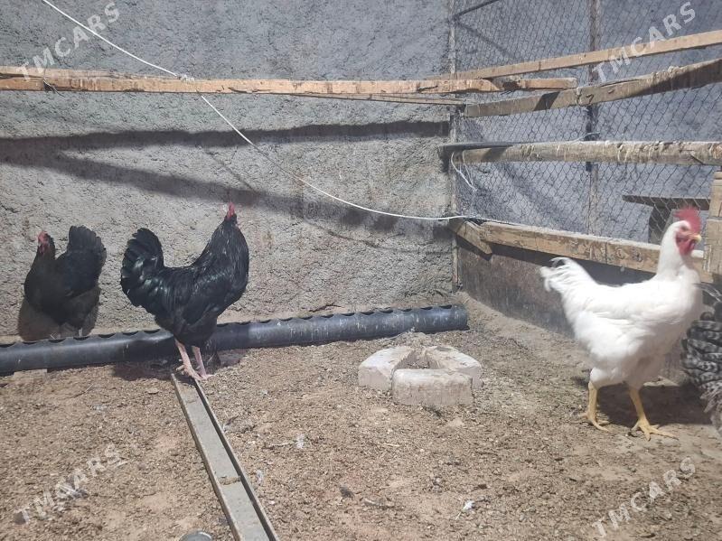 gigant - Herrikgala - img 5