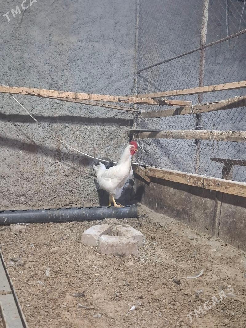 gigant - Herrikgala - img 4