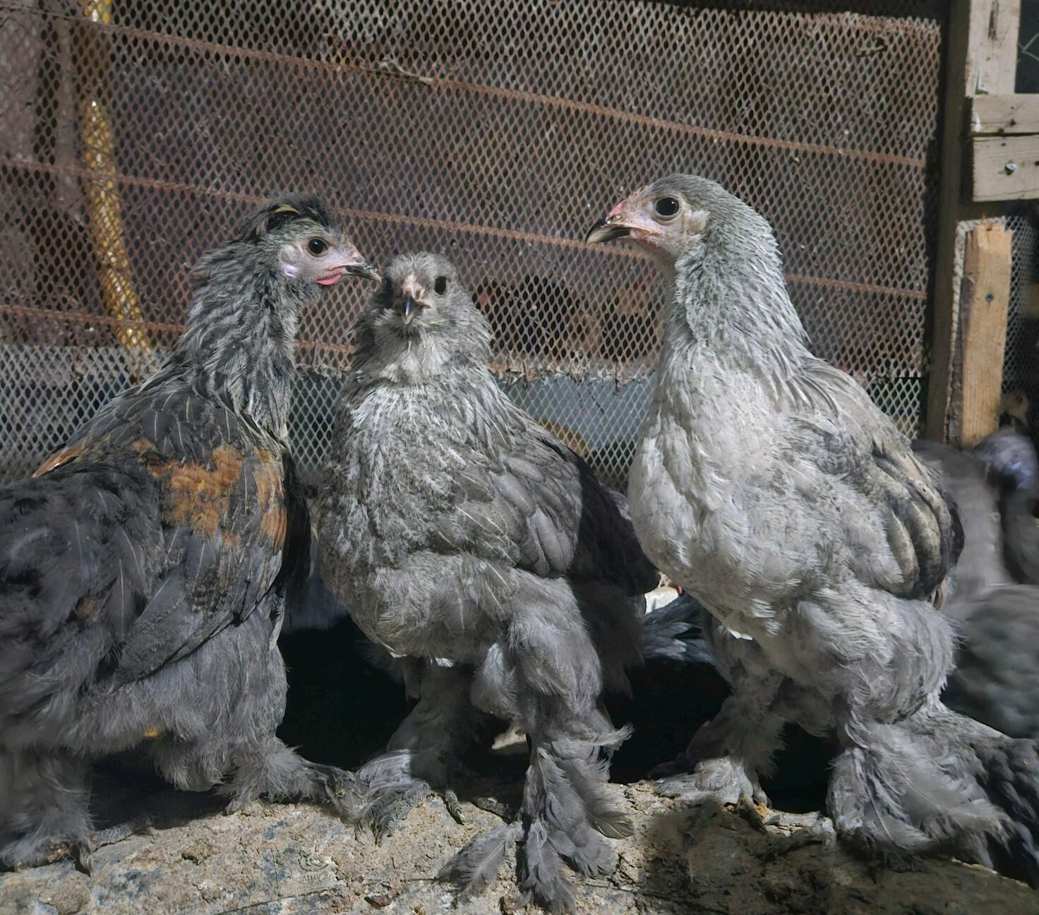 Balgar jüýje - Гёкдепе - img 2