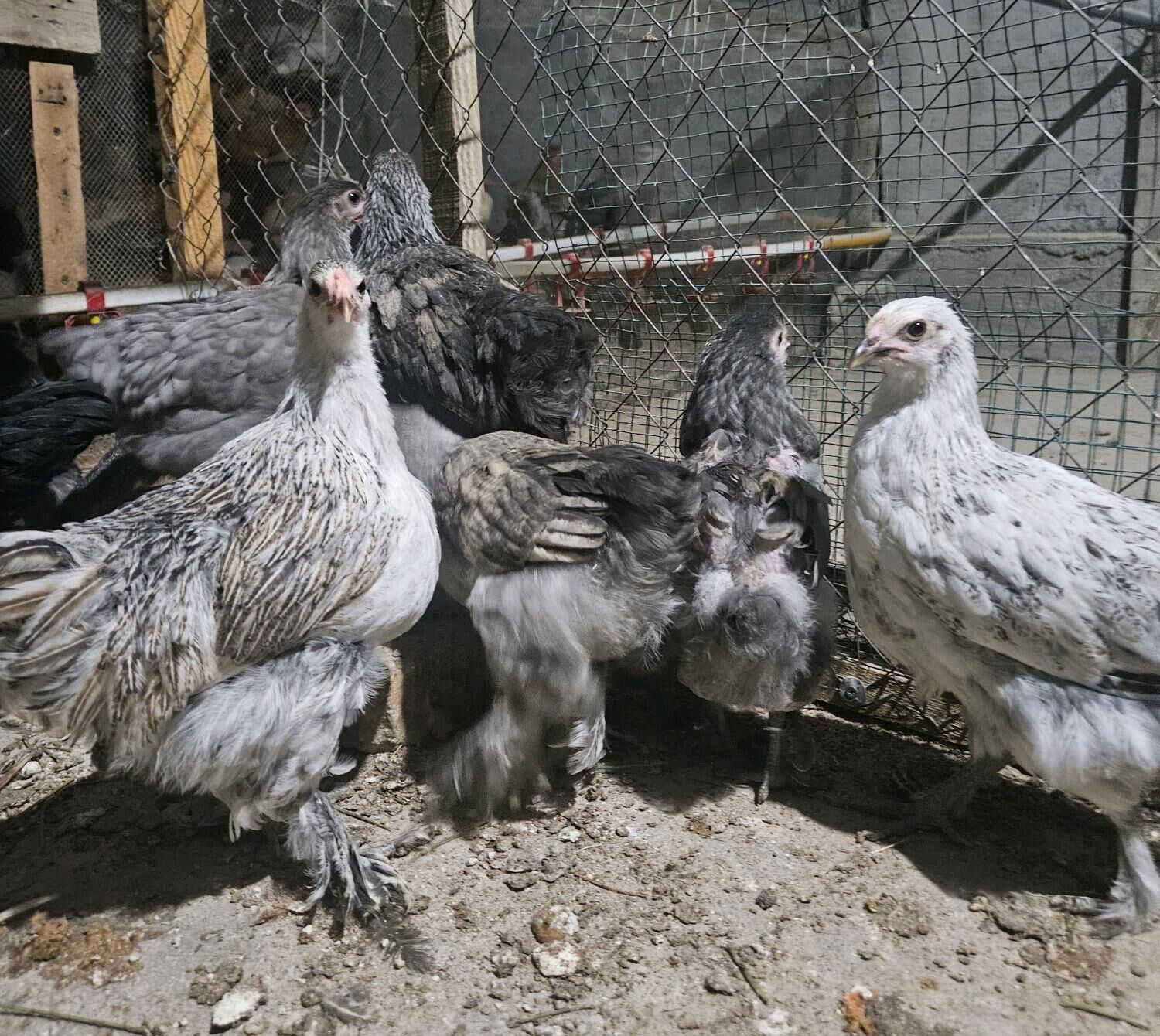 Balgar jüýje - Гёкдепе - img 3