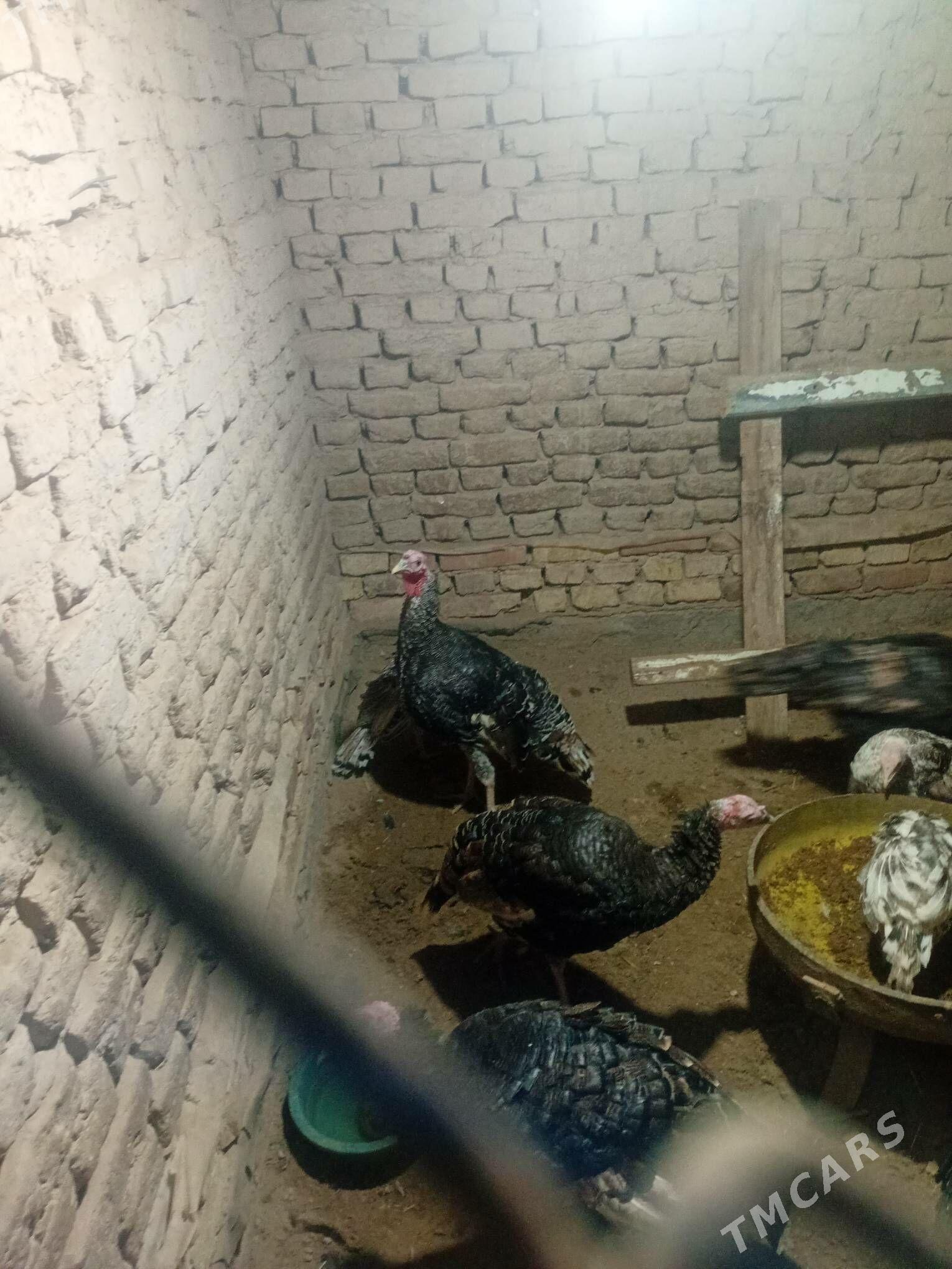 induk erkek - Murgap - img 2