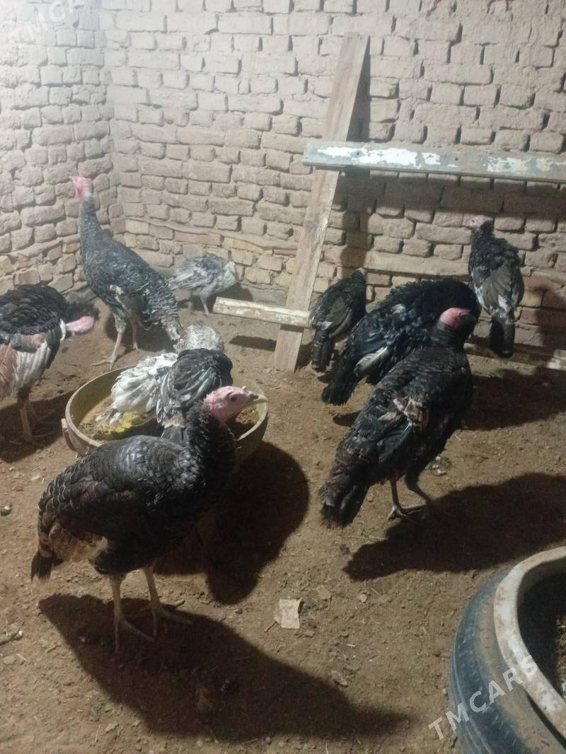 induk erkek - Murgap - img 3