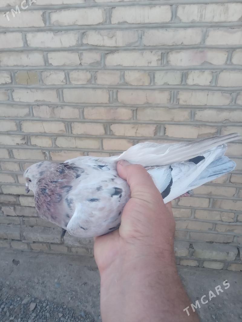 satlyk guşlar - Mary - img 3