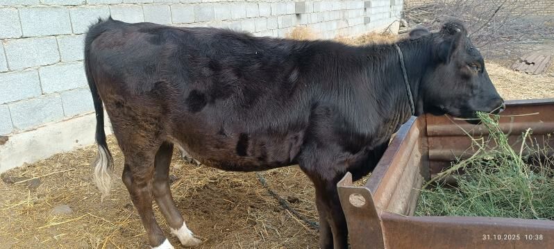 Tohum Tüwe - Бахарден - img 7