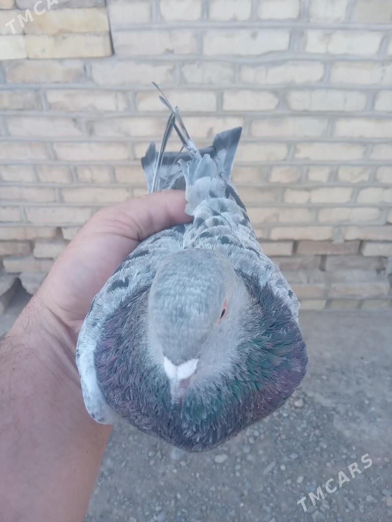 satlyk guşlar - Mary - img 5