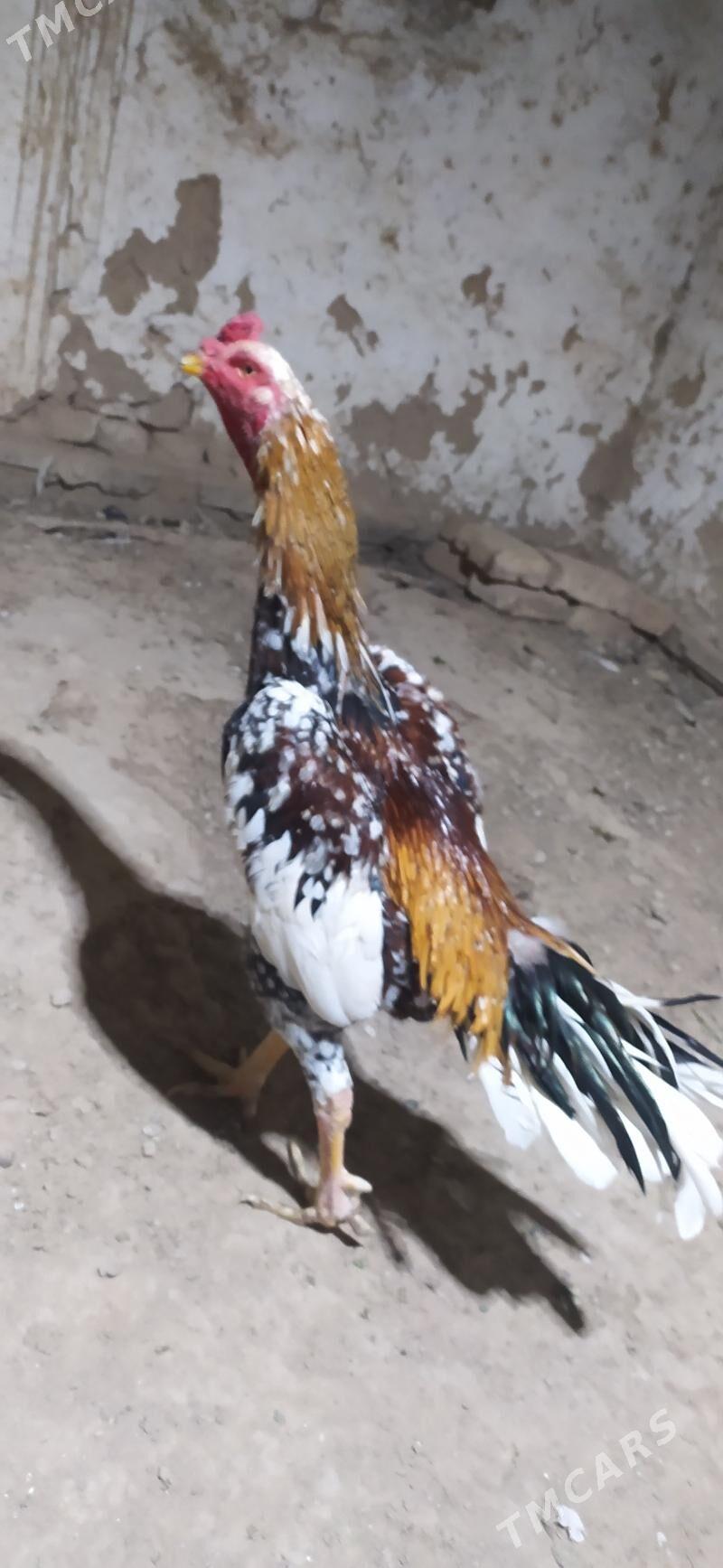 boýsowy horaz - Wekilbazar - img 2