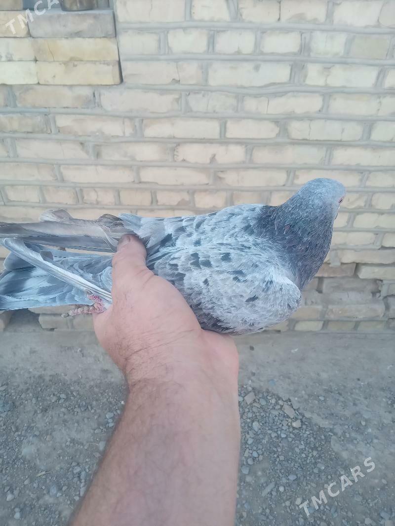 satlyk guşlar - Mary - img 6