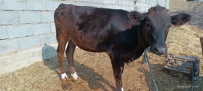 Tohum Tüwe - Бахарден - img 8