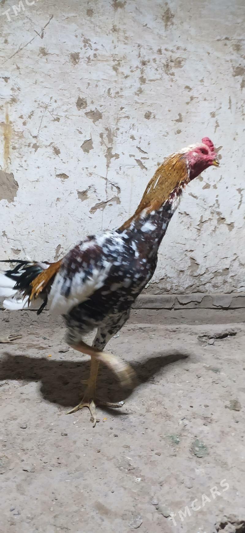 boýsowy horaz - Wekilbazar - img 3