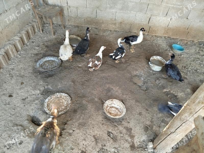 indawutga - Mary - img 3